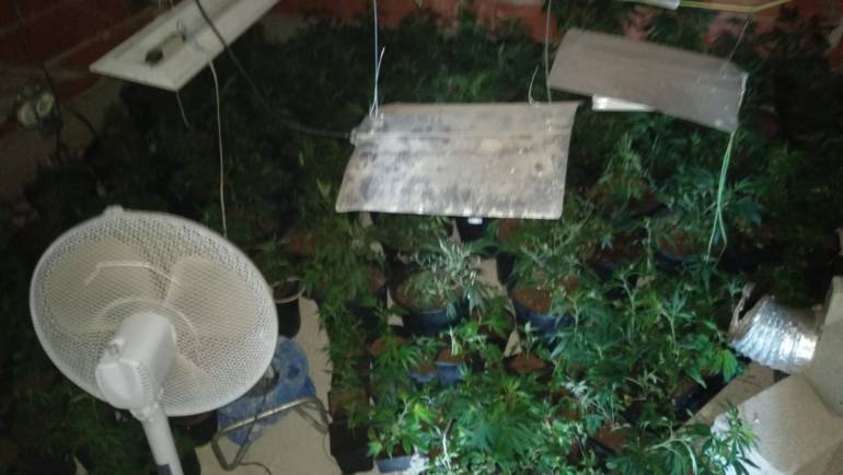 Localizado e incautado en Pliego un cultivo ilegal de 284 plantas de marihuana